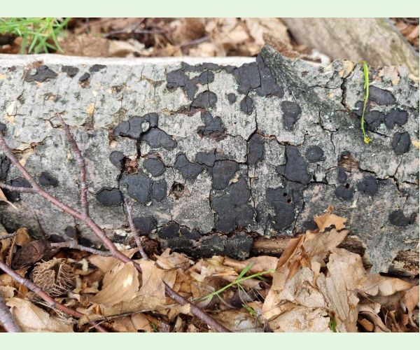 Peniazovček početný