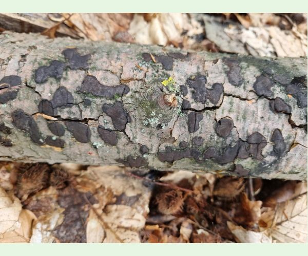 Peniazovček početný