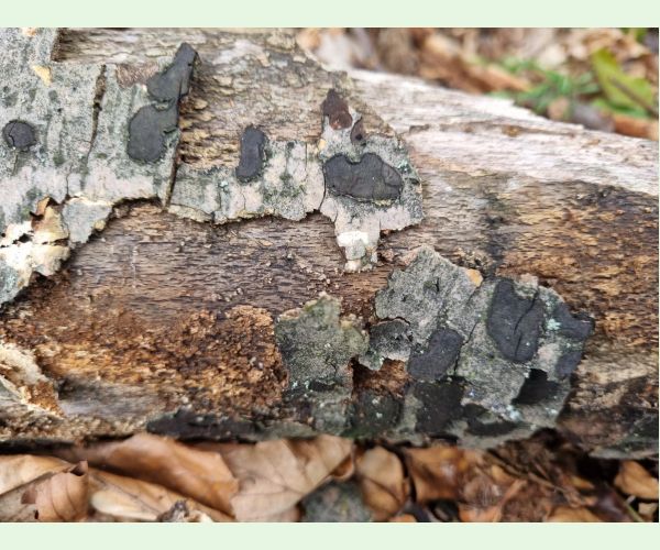 Peniazovček početný