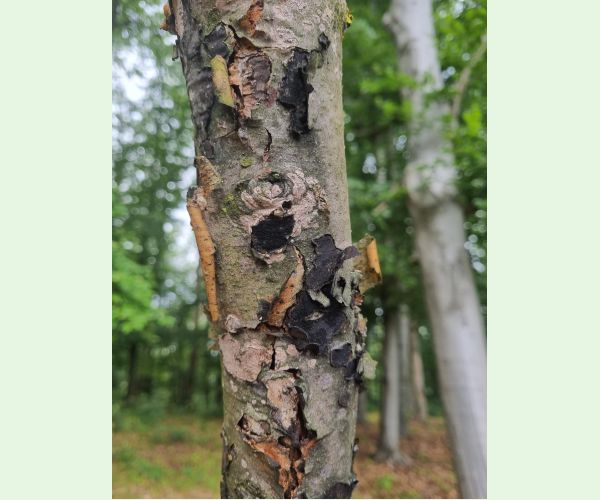 Peniazovček početný