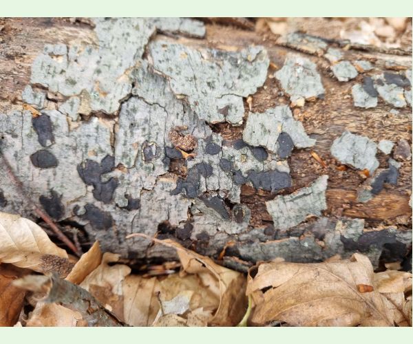 Peniazovček početný