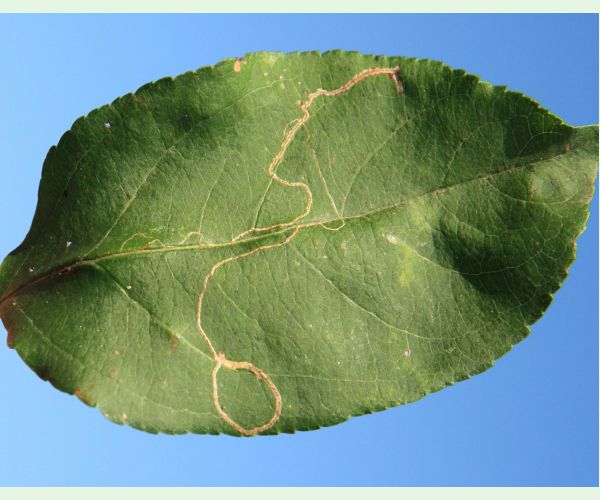 Podkopáčik ovocný