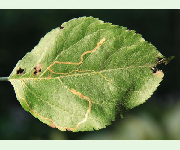 Podkopáčik ovocný