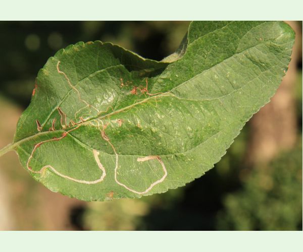 Podkopáčik ovocný