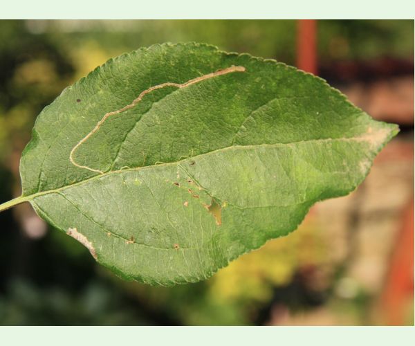 Podkopáčik ovocný