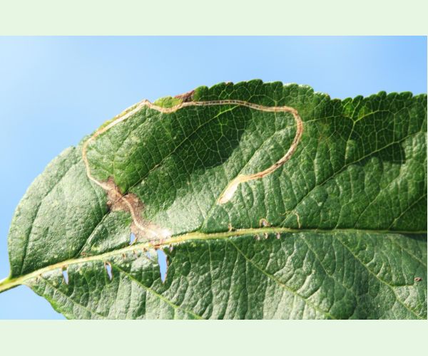 Podkopáčik ovocný