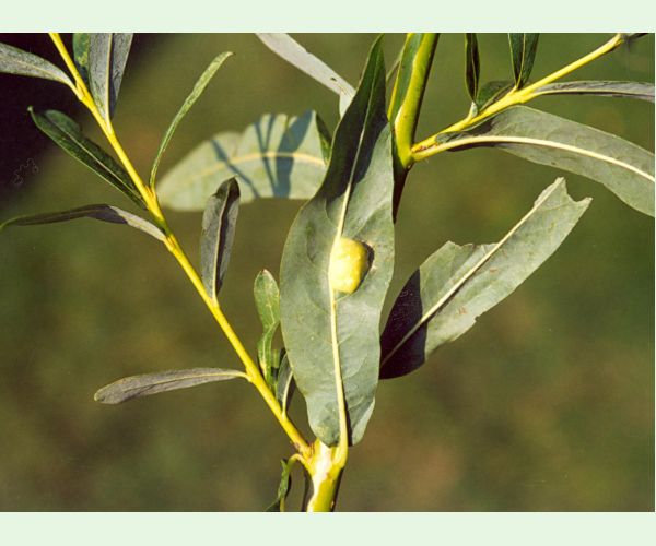 Piliarka Pontania vesicator