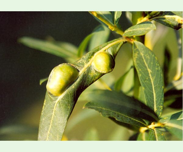 Piliarka Pontania vesicator