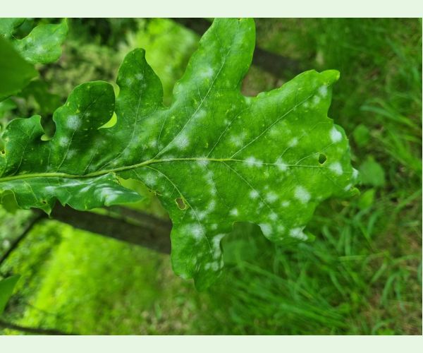 Drobnomúčka dubová