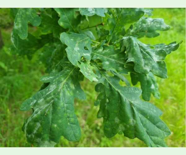 Drobnomúčka dubová