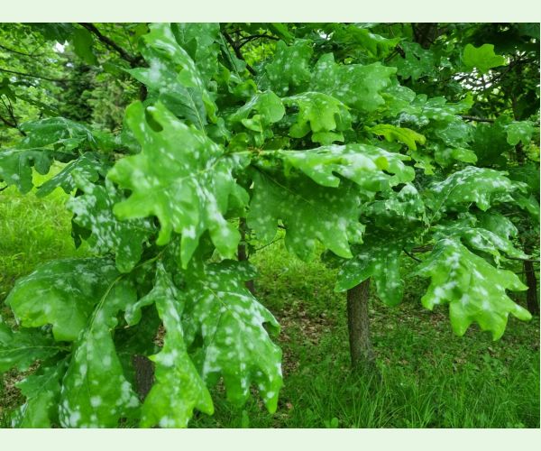 Drobnomúčka dubová