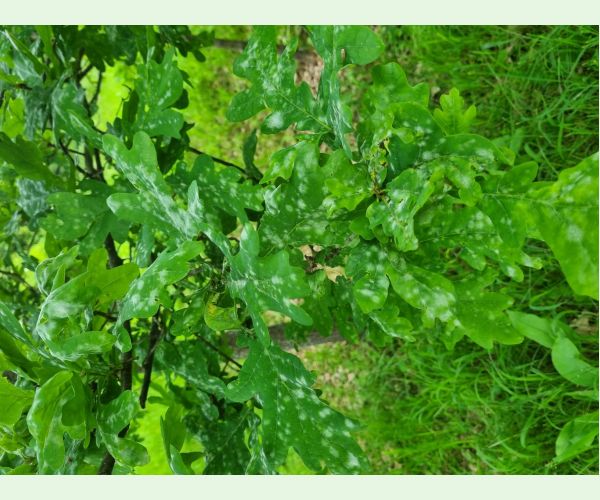 Drobnomúčka dubová