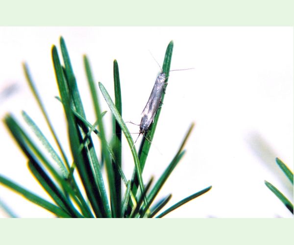 Rúrkovček smrekovcový