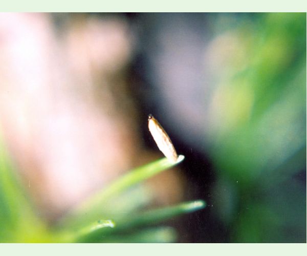 Rúrkovček smrekovcový