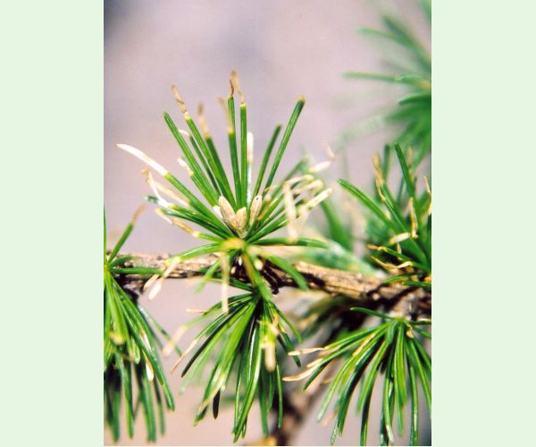 Rúrkovček smrekovcový