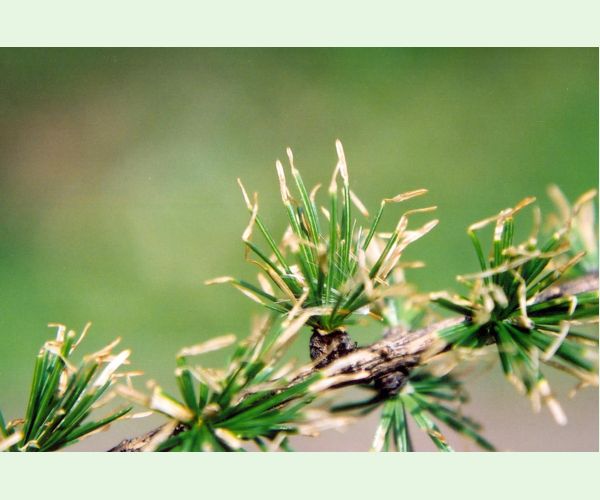 Rúrkovček smrekovcový