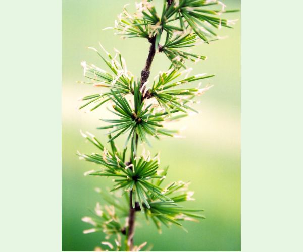 Rúrkovček smrekovcový