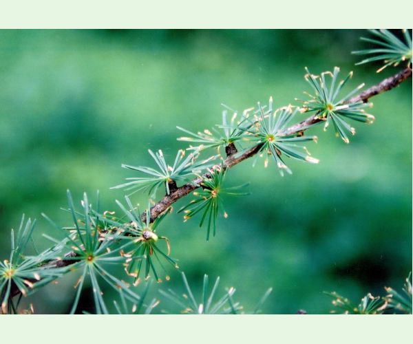 Rúrkovček smrekovcový