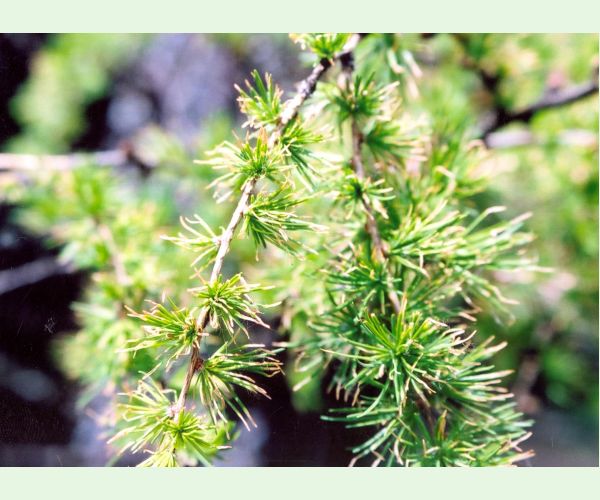 Rúrkovček smrekovcový