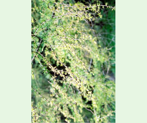 Rúrkovček smrekovcový