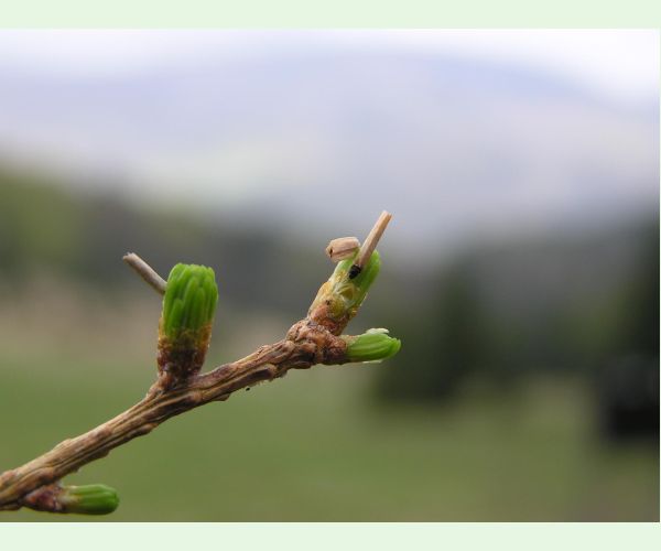 Rúrkovček smrekovcový