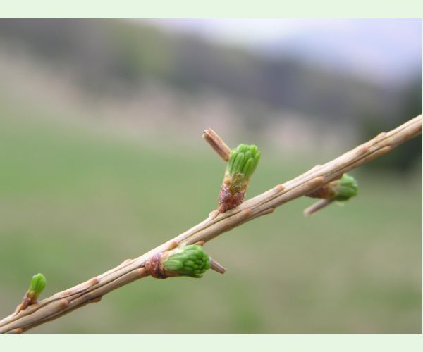 Rúrkovček smrekovcový