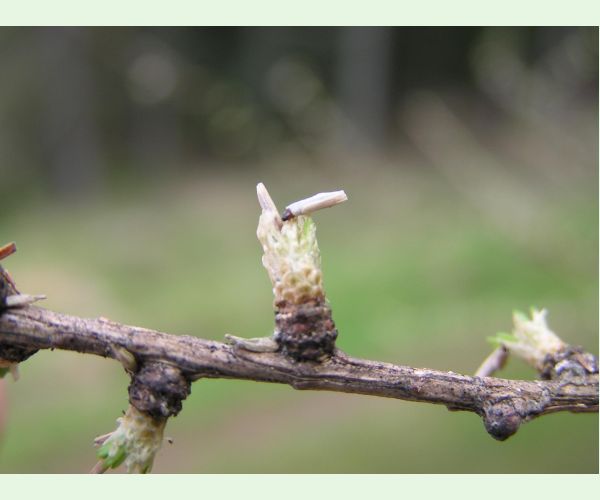 Rúrkovček smrekovcový