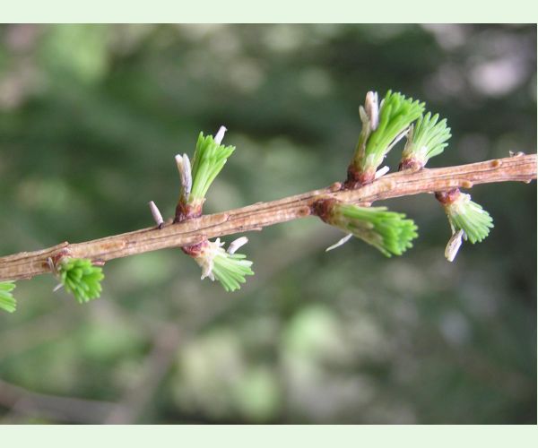 Rúrkovček smrekovcový