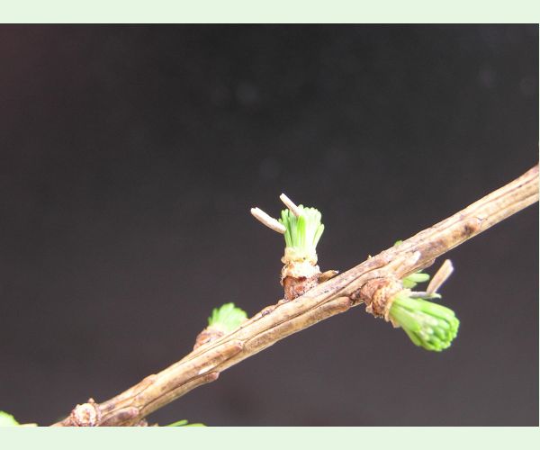 Rúrkovček smrekovcový