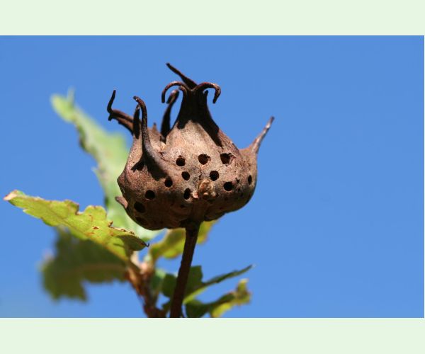 Hrčiarka Andricus coriarius