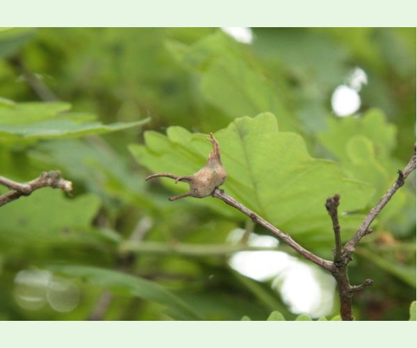 Hrčiarka Andricus coriarius