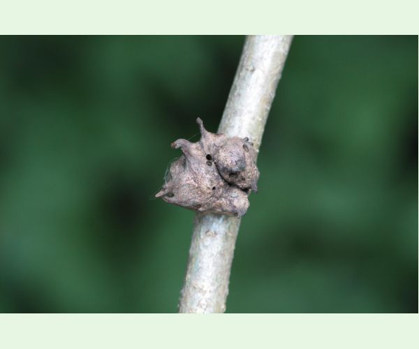 Hrčiarka Andricus coriarius