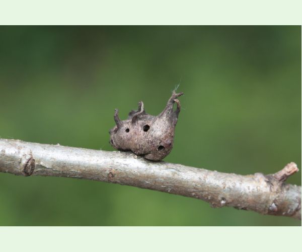 Hrčiarka Andricus coriarius