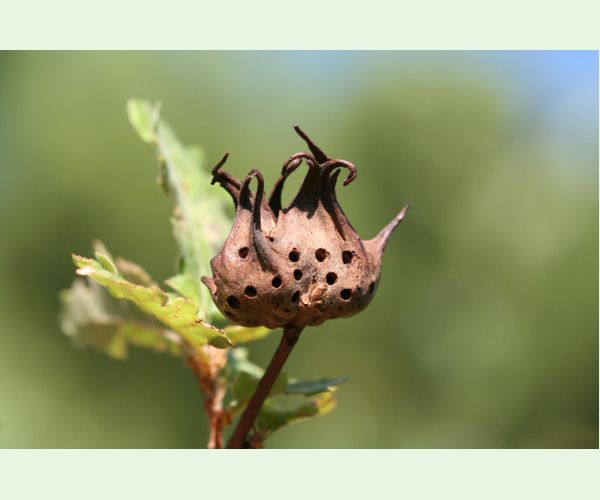 Hrčiarka Andricus coriarius