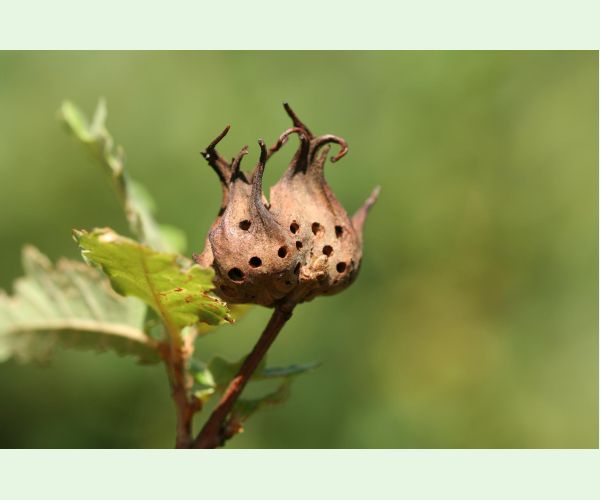 Hrčiarka Andricus coriarius