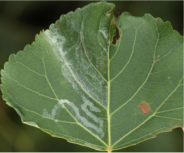 Listovníček topolový