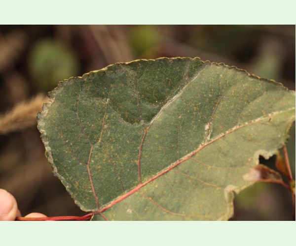 Listovníček topolový