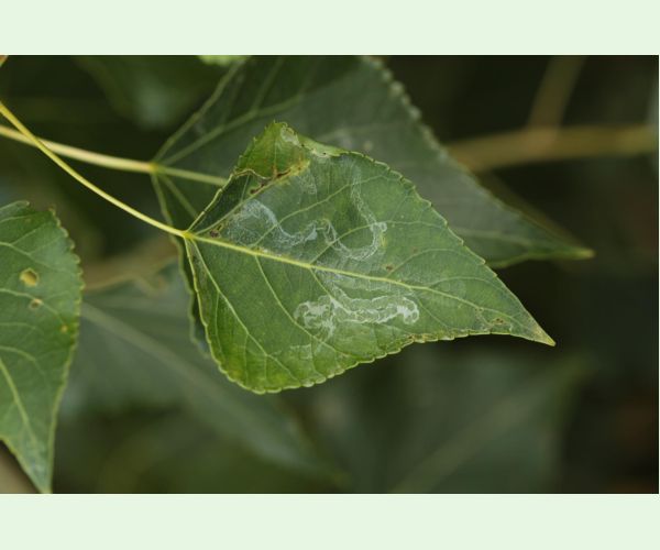 Listovníček topolový