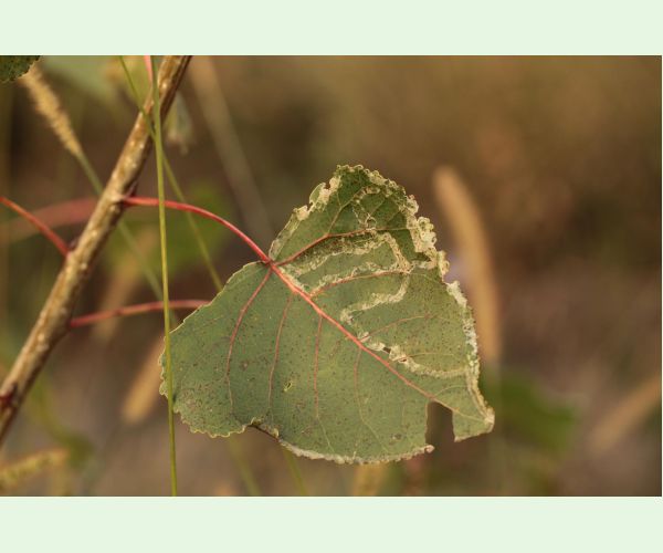 Listovníček topolový