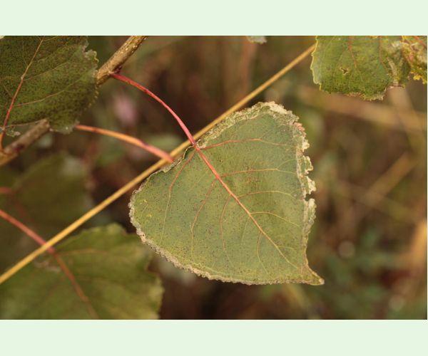 Listovníček topolový