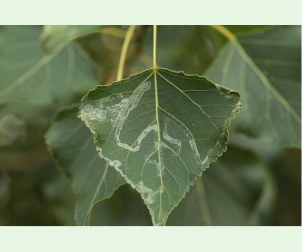 Listovníček topolový