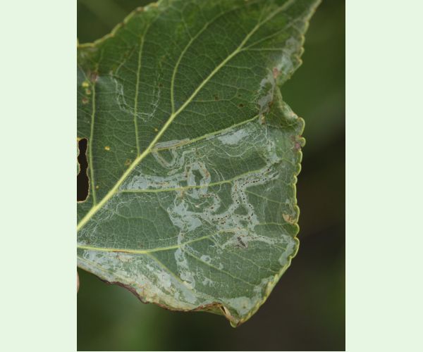 Listovníček topolový