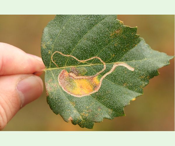 Podkopáčik ovocný