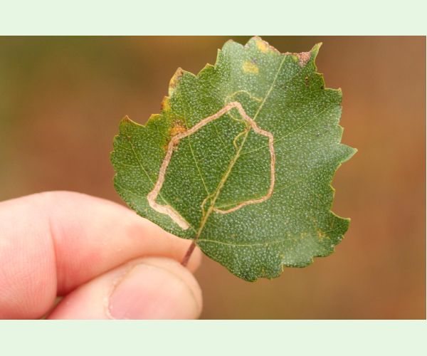 Podkopáčik ovocný