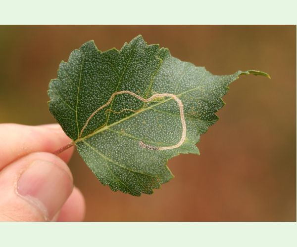 Podkopáčik ovocný