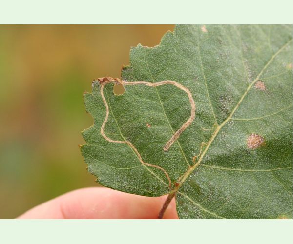 Podkopáčik ovocný