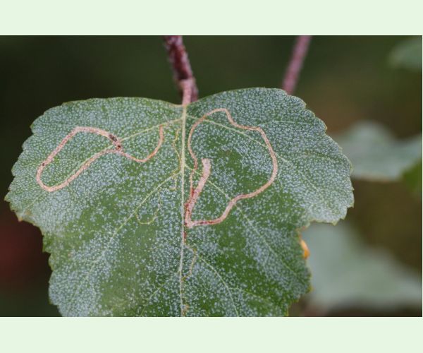 Podkopáčik ovocný