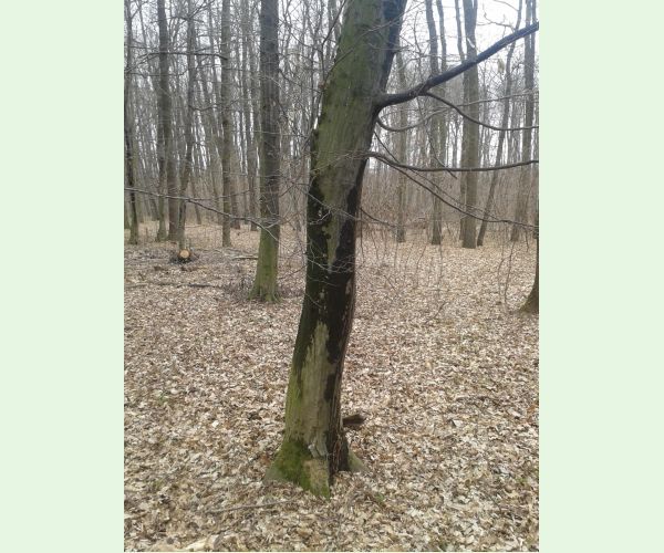 Krúžkovanie stromov - ďateľ