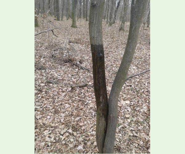 Krúžkovanie stromov - ďateľ