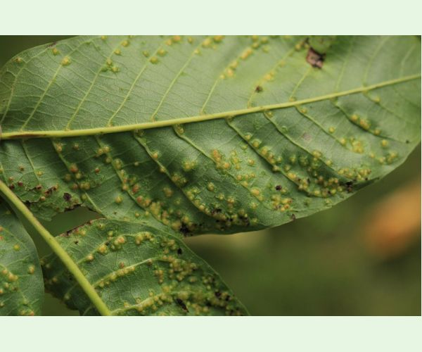 Roztoč Aceria tristriata